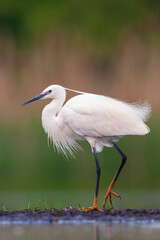 Little Egret, Egretta garzetta