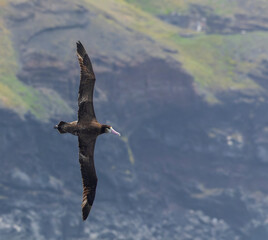 Short-tailed Albatross, Phoebastria albatrus