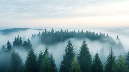 Serene forest fog nature abstract background landscape texture peaceful environment aerial view