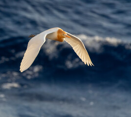 Eastern Cattle Egret, Bubulcus coromandus