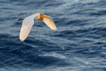 Eastern Cattle Egret, Bubulcus coromandus