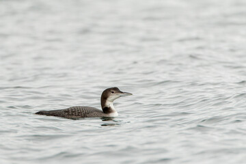 Great Northern Diver, Gavia immer