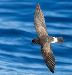 New Zealand Storm Petrel, Fregetta maoriana