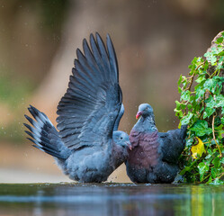 Trocaz Pigeon, Columba trocaz