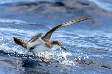Buller's Shearwater, Ardenna bulleri, landing