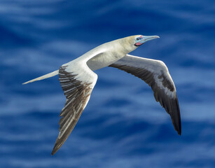 Red-footed booby, Sula sula rubripes