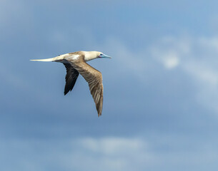 Red-footed booby, Sula sula rubripes