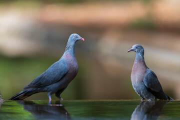 Trocaz Pigeon, Columba trocaz