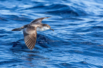 Buller's Shearwater, Ardenna bulleri