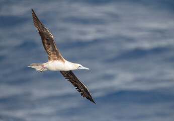 Red-footed booby, Sula sula rubripes