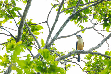 Melanesian Kingfisher, Todiramphus tristrami alberti
