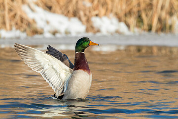 Mallard, Anas platyrhynchos