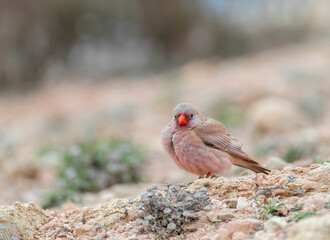 Trumpeter Finch, Bucanetes githagineus