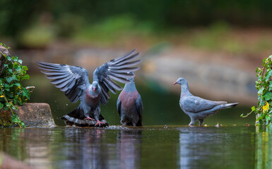 Trocaz Pigeon, Columba trocaz