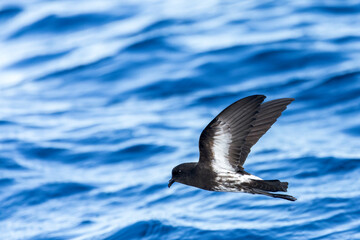 New Zealand Storm Petrel, Fregetta maoriana
