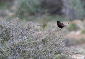 Black Wheatear, Oenanthe leucura
