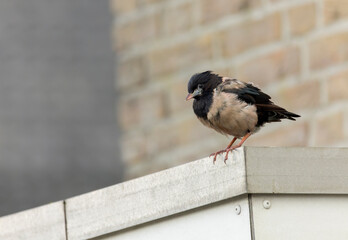 Rosy Starling, Pastor roseus