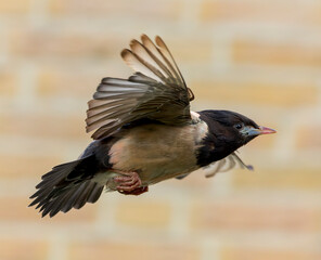 Rosy Starling, Pastor roseus