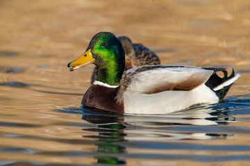 Obraz premium Mallard, Anas platyrhynchos