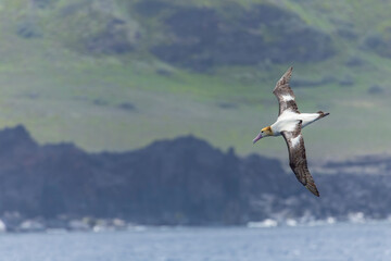 Short-tailed Albatross, Phoebastria albatrus