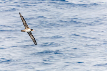 Short-tailed Albatross, Phoebastria albatrus