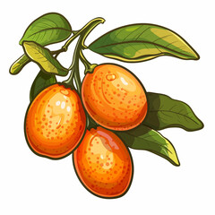 Kumquat isolated 