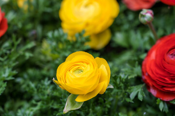 Close-up photo of a colorful bouquet of roses