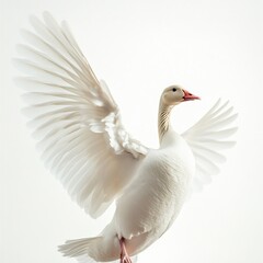 Obraz premium A goose stretching its wings, soft white feathers, dramatic lighting, full-body shot, pure white background. 