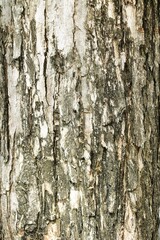 Old tree bark texture background