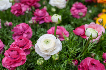Close-up photo of a colorful bouquet of roses
