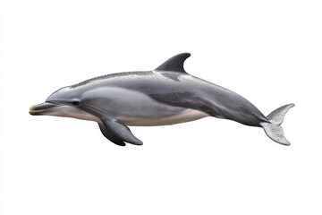 Stunning Bottlenose Dolphins: A Collage of Graceful Aquatic Creatures on a Crisp White Canvas