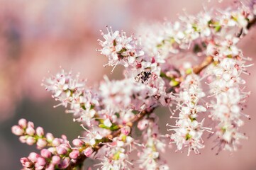 A close-up shows pink tamarisk flowers blooming, with a tiny insect adding life to the soft, pastel...