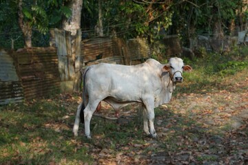Biała krowa na tle rozmytego krajobrazu, stojąca spokojnie w naturalnym otoczeniu. Z tyłu widać gęstą junglę.   © Adam