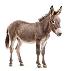 Fototapeta premium A young donkey stands in front of a white background