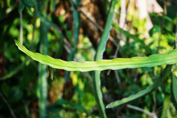 Podłużne liście © Adam