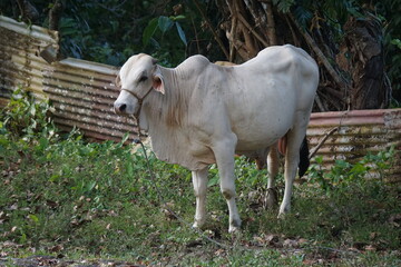 Duża krowa z przypiętą liną, stojąca na pastwisku w spokojnym otoczeniu hodowlanym.   © Adam