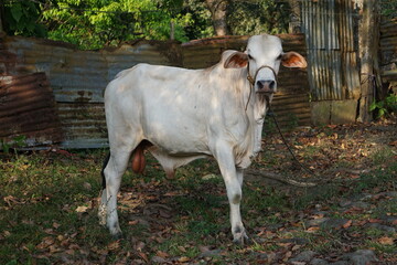 Krowa spogląda przed siebie. Krowa mająca duże uszy i białe umaszczenie. © Adam