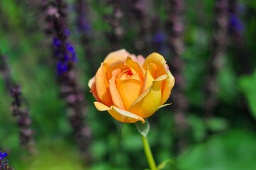 A single, delicate orange rosebud gently unfolds amidst a blurred background of purple flowers