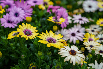 Close-up photo of colorful Cape Marguerite flowers in bloom