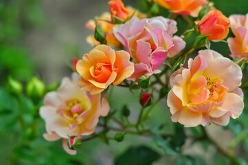 A captivating bouquet of peach, pink, and orange roses in full bloom, displaying their delicate...