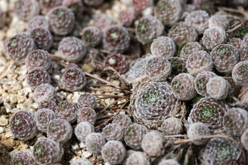 The white hairs covering the entire succulent resemble a spider web, which is why it is called the...