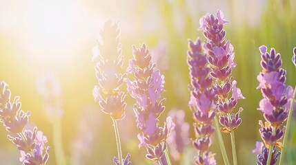 Obraz premium Serene Sunset Lavender Field Soft Light Purple Flowers