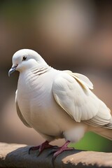 Fototapeta premium white dove on a tree branch