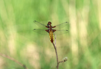 Plattbauch - Broad-bodied Chaser