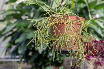 Rhipsalis baccifera or mistletoe cactus ornamental plant in the flowerpot.