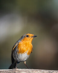 robin on a branch