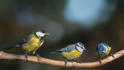 blue tit on a branch
great tit parus major
