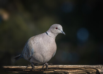 pigeon on the ground