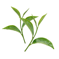 Green tea leaves isolated on white background