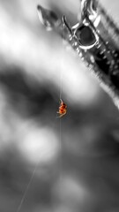 A Tiny Acrobat. 
A tiny spider dangles delicately from its nearly invisible silk thread, suspended beside a dewdrop-covered bud. Presented in black and white and selected color focus.